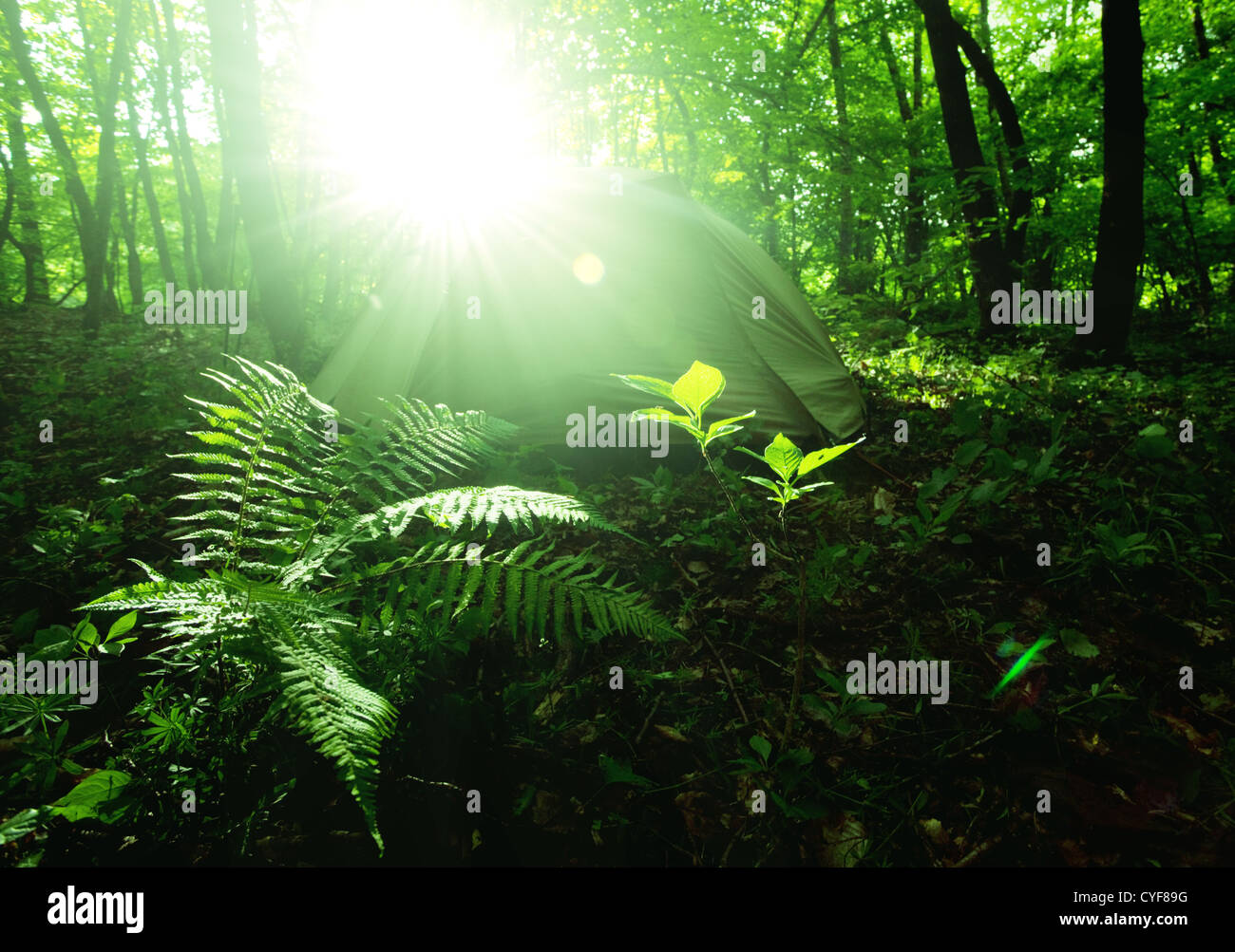 Tenda nella foresta scura Foto Stock