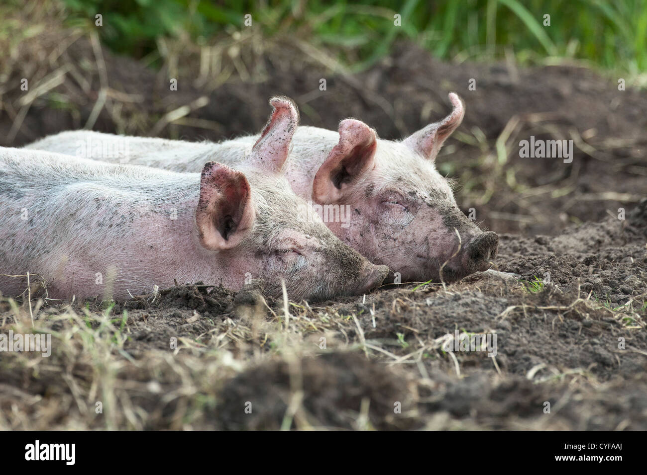 I Paesi Bassi, Kortenhoef, di suinetti di dormire. Foto Stock