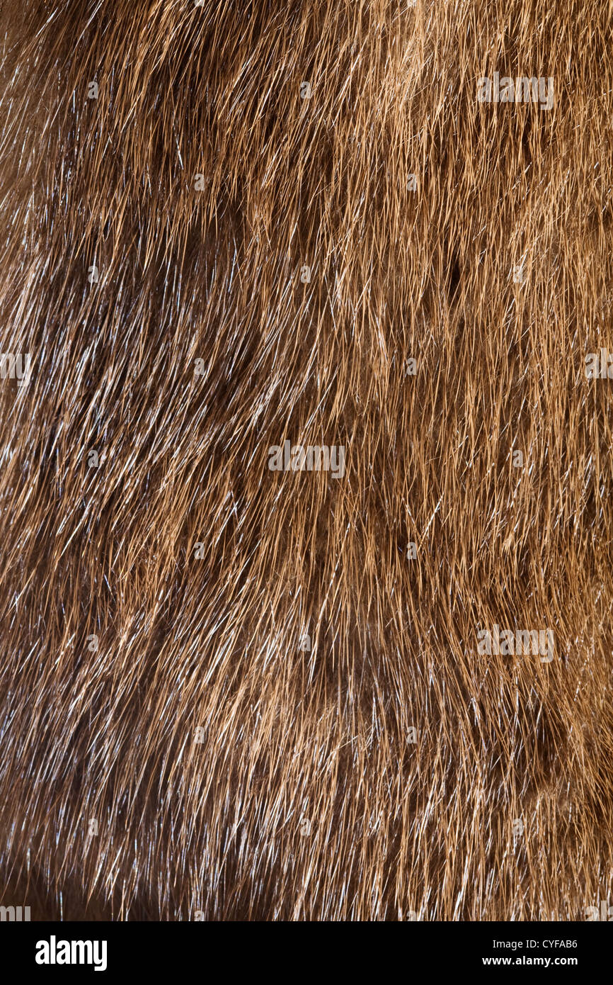 Marrone Pelliccia di Visone sfondo, extreme close-up Foto Stock