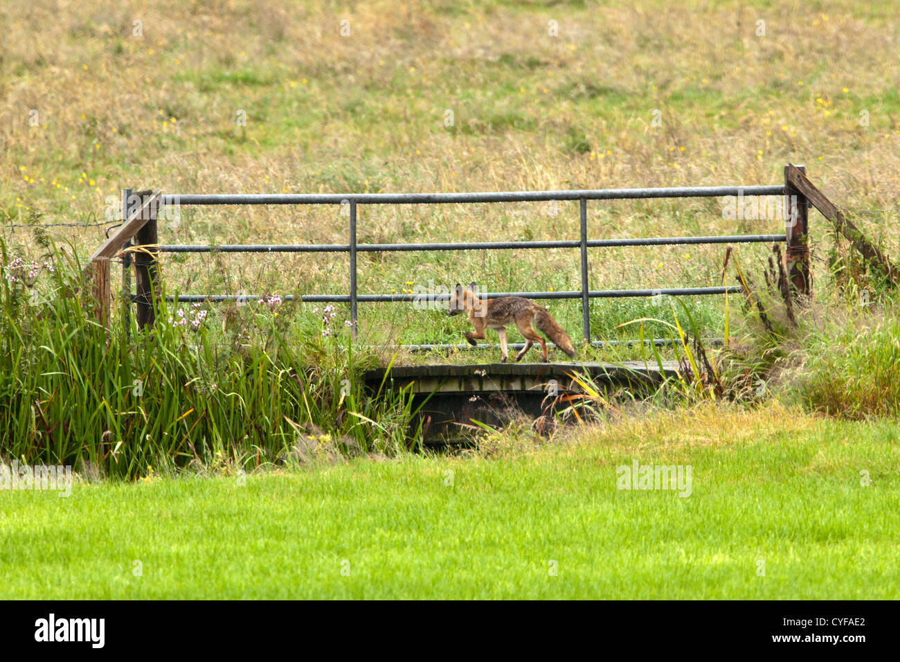 I Paesi Bassi, 's-Graveland, tenuta rurale chiamato Spanderswoud. Giovani Red Fox. Foto Stock