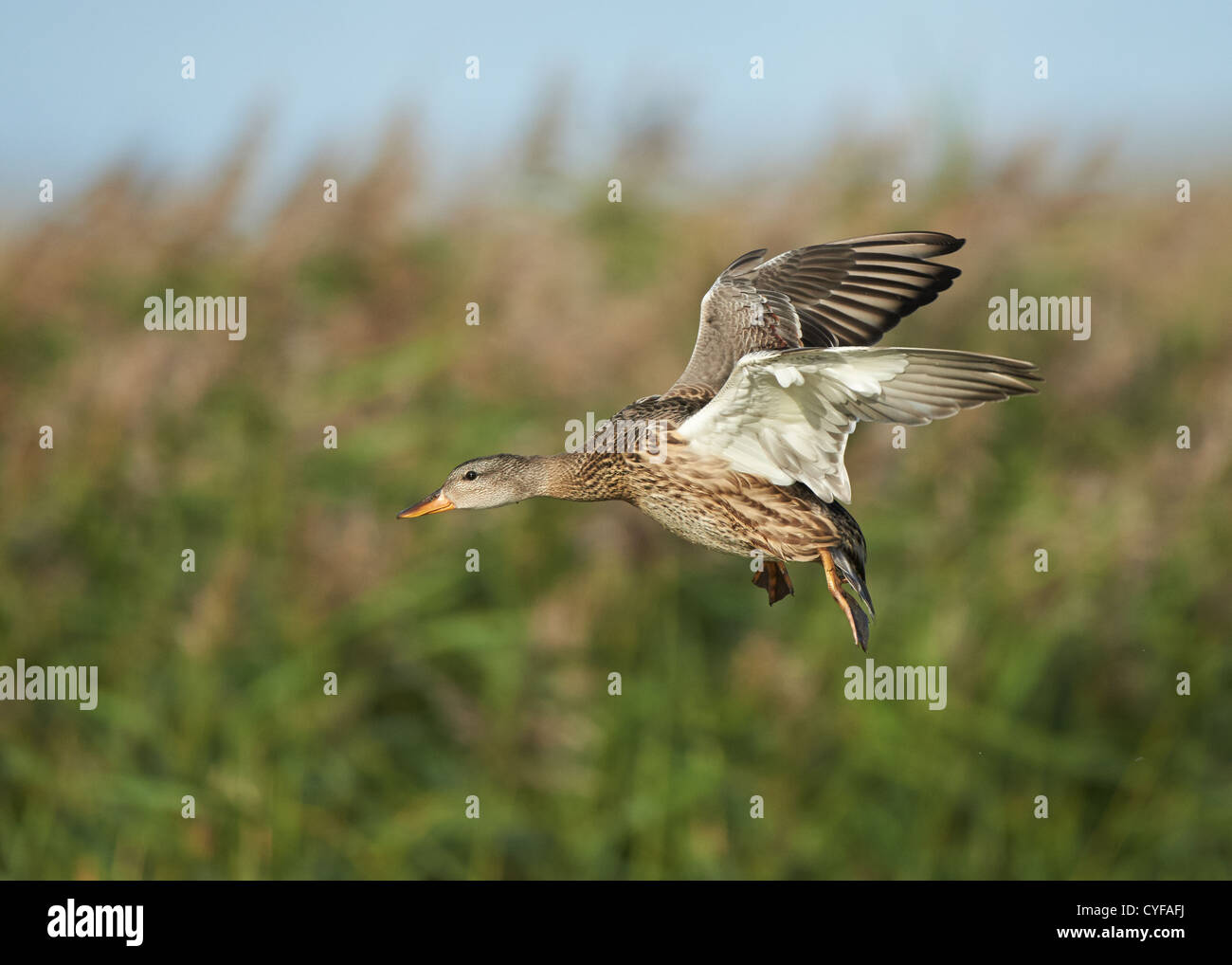 Canapiglia in volo Foto Stock