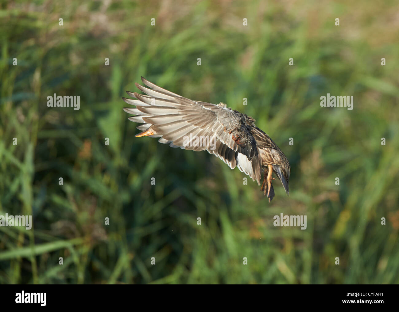 Canapiglia in volo Foto Stock