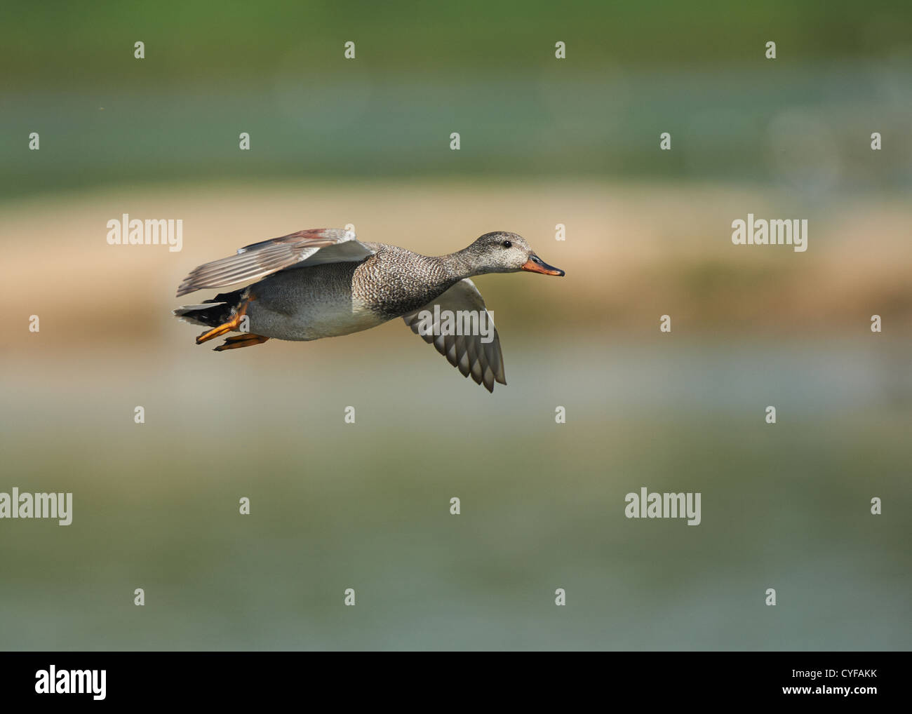 Canapiglia in volo Foto Stock