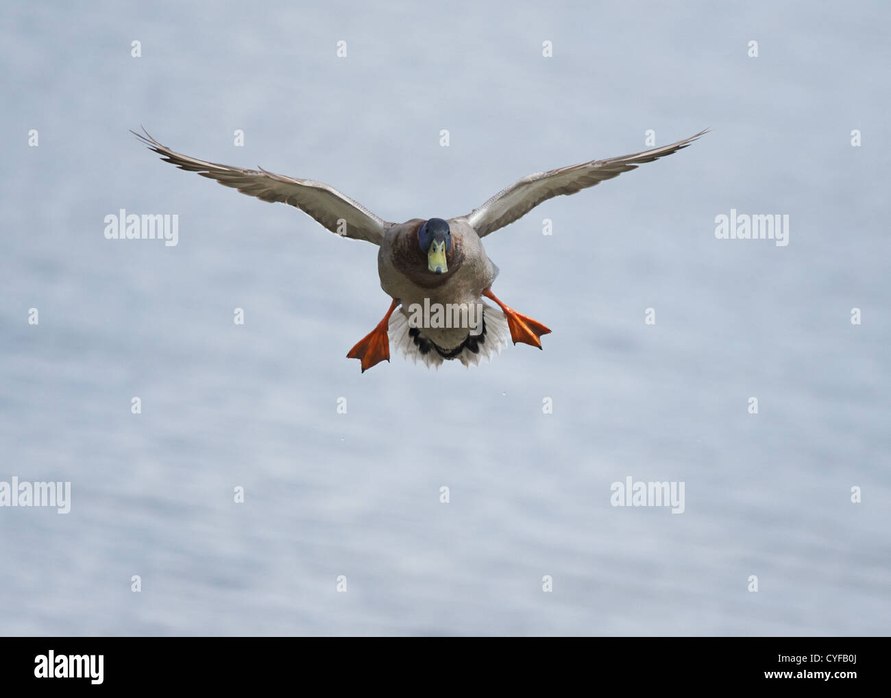Germano reale in volo Foto Stock