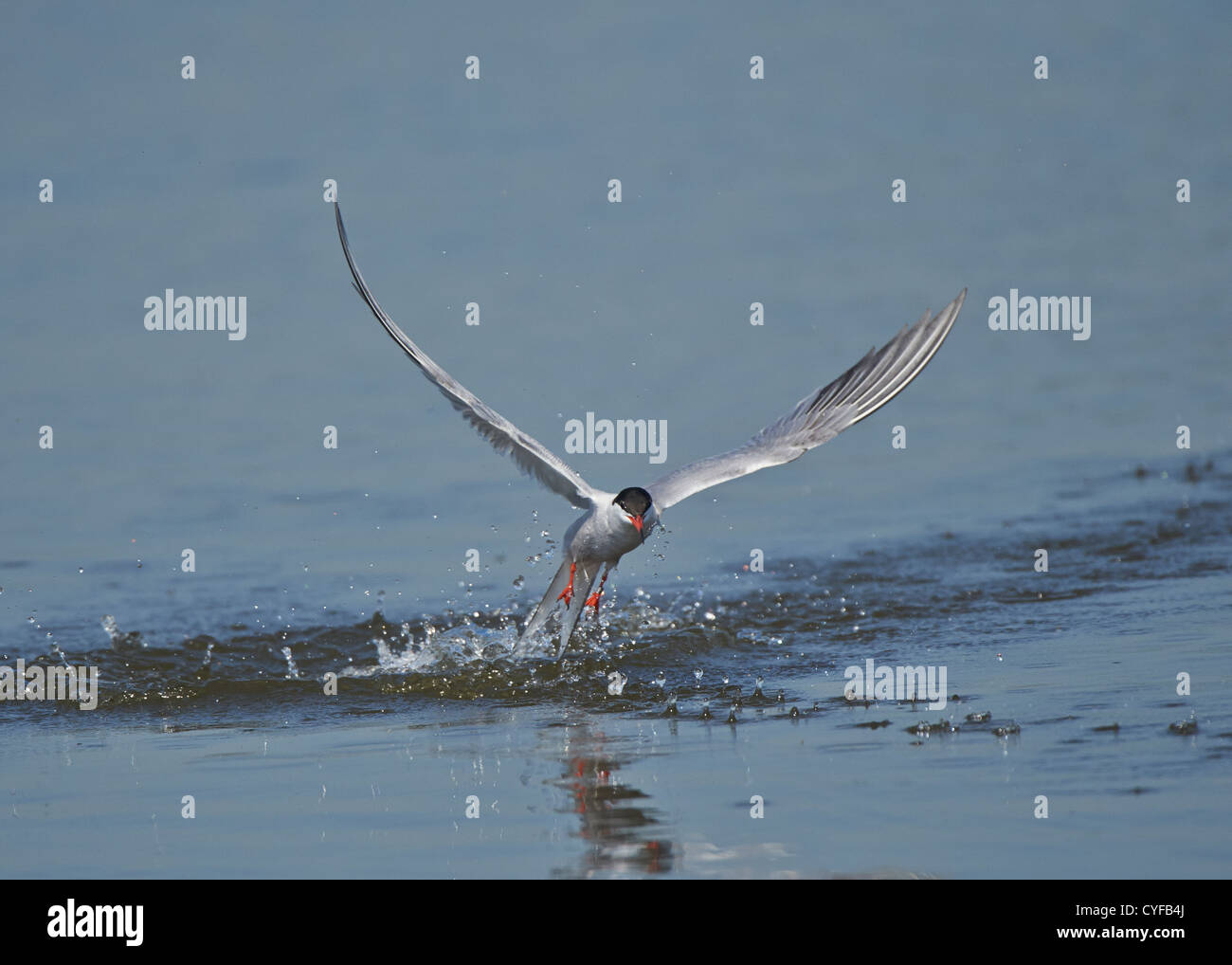 Common Tern emergenti dall'acqua Foto Stock