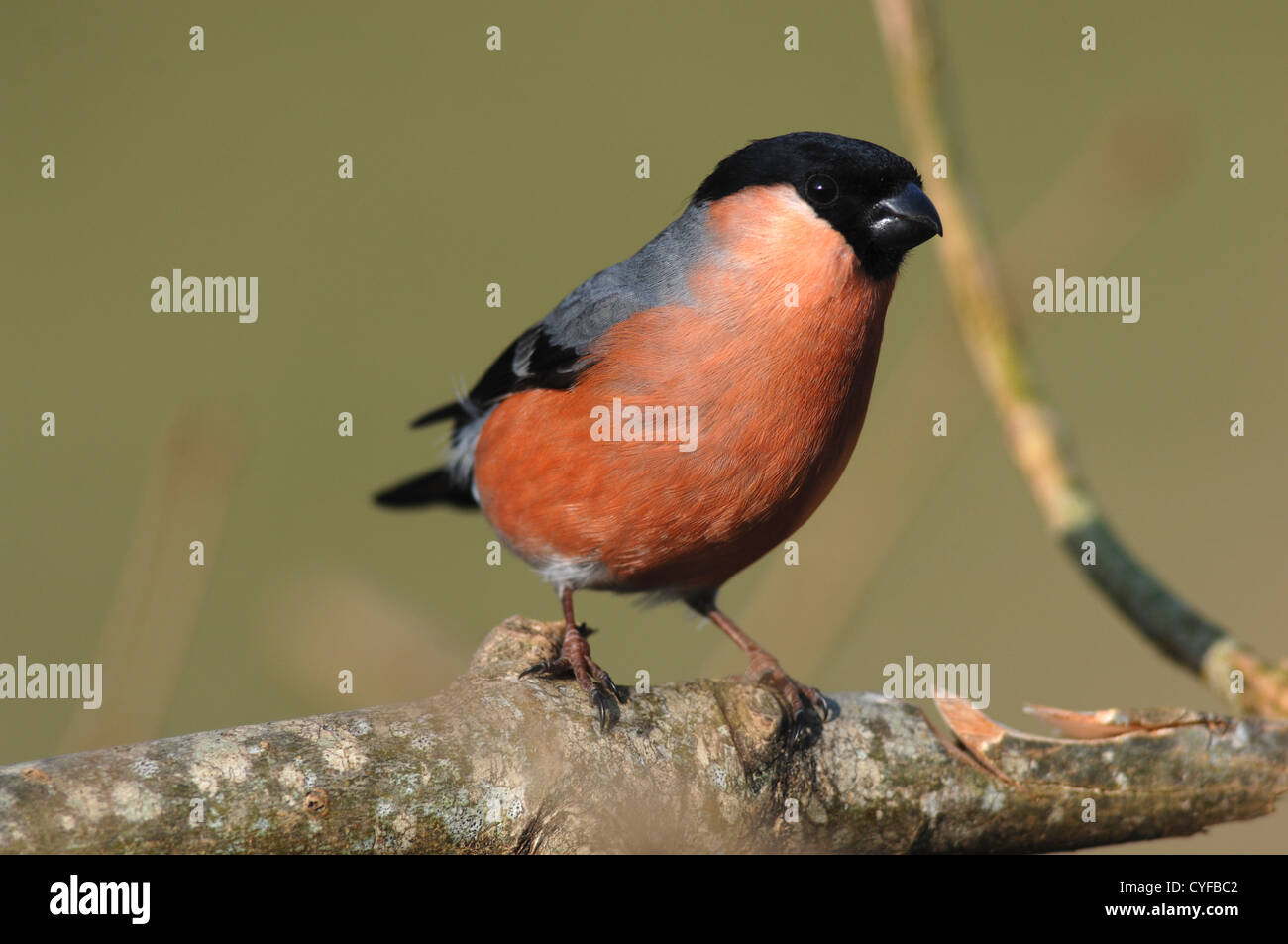 Un maschio bullfinch appollaiato su un ramo UK Foto Stock