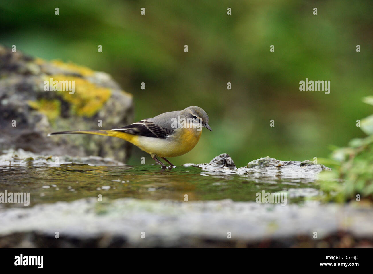 Wagtail grigio (Motacilla cinerea) Foto Stock