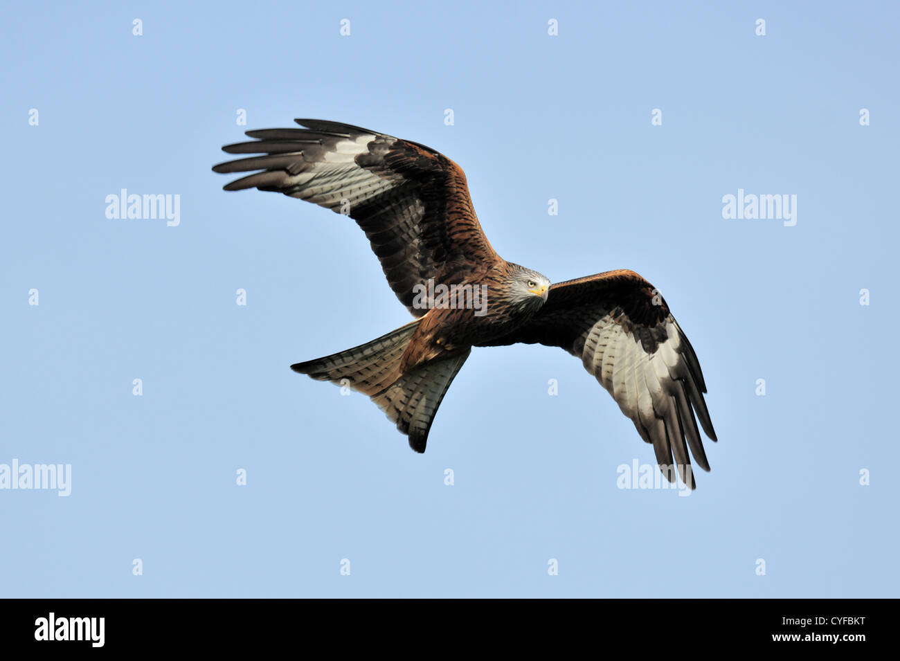 Nibbio reale (Milvus milvus) battenti Foto Stock