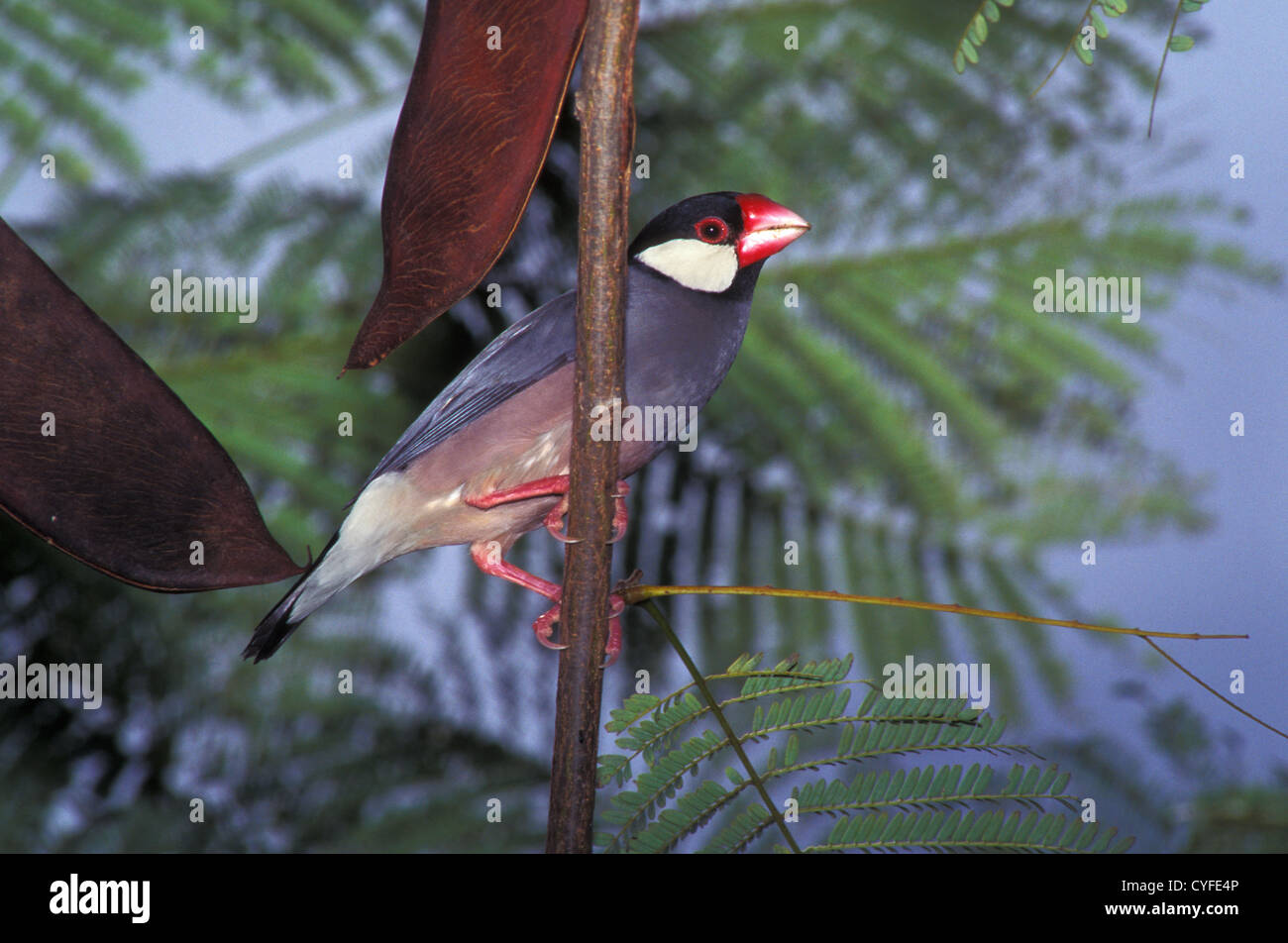 Java Sparrow Padda oryzivora Honolulu, Hawaii, Hawaii, Stati Uniti Febbraio Estrildidae adulti Foto Stock