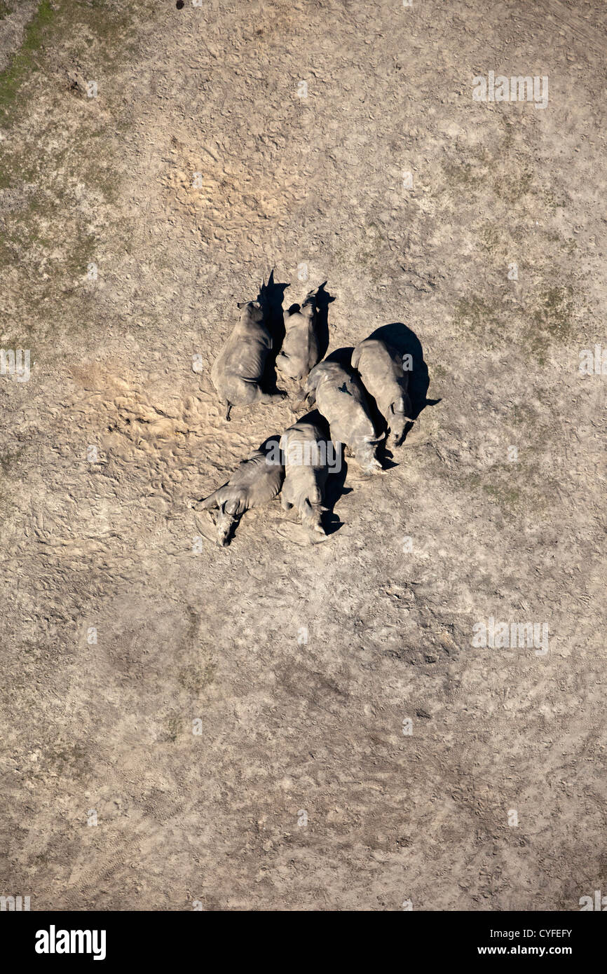 I Paesi Bassi, Hilvarenbeek. Lo zoo di fauna selvatica chiamato parco safari Beekse Bergen. Rinoceronti in appoggio. Antenna. Foto Stock