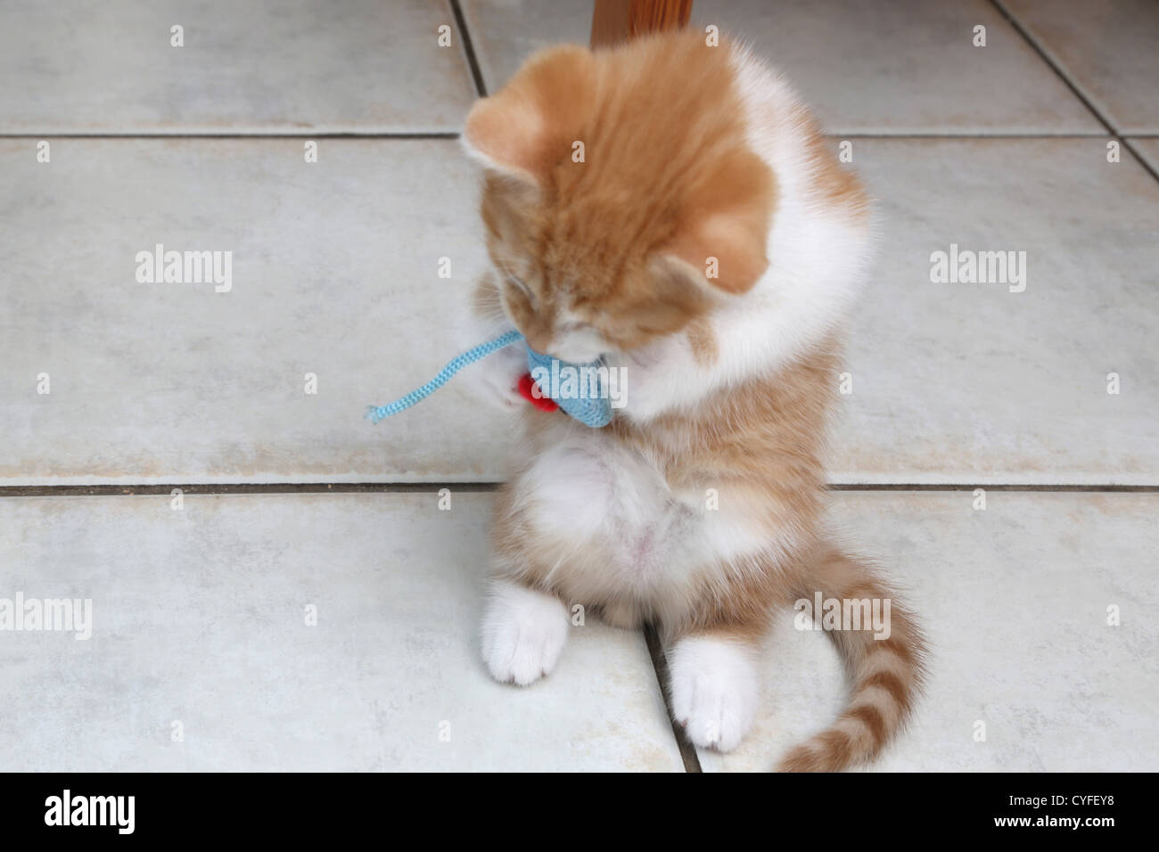Lo zenzero e il cucciolo bianco gioca con il mouse giocattolo Foto Stock