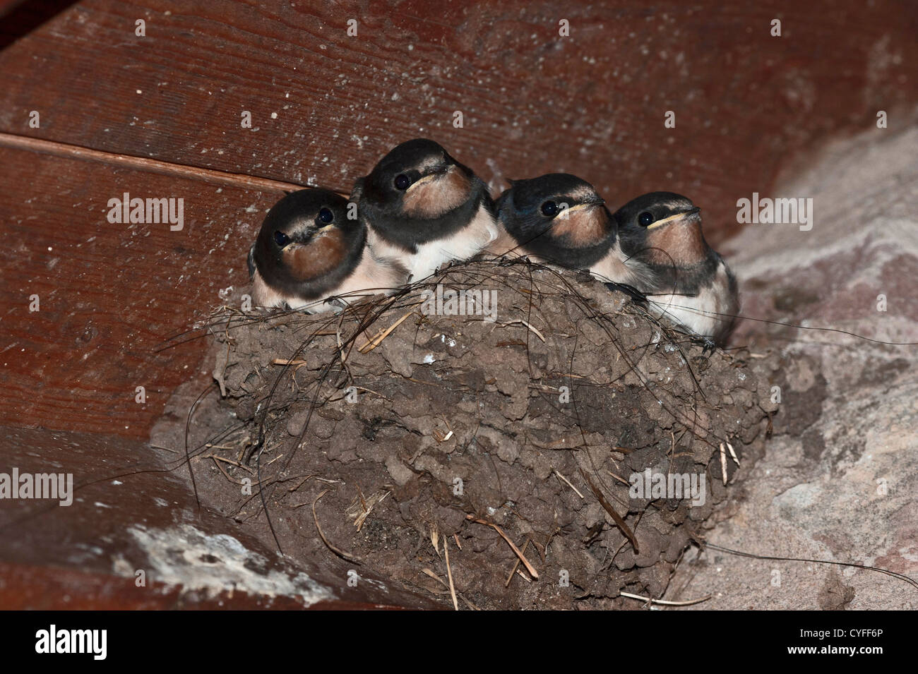 Barn Swallow (Hirundo rustica), neonata nel nido Foto Stock