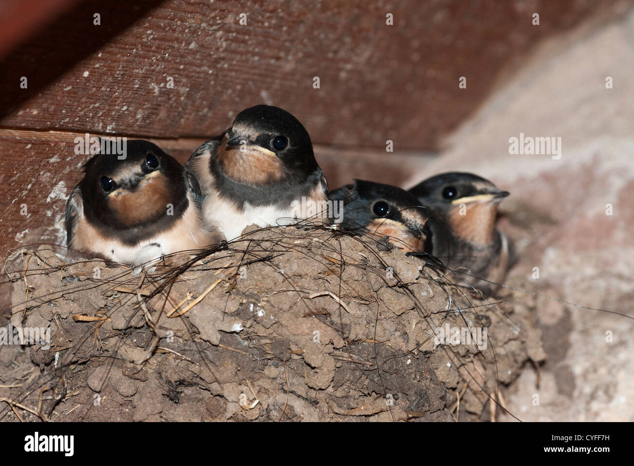 Barn Swallow (Hirundo rustica), neonata nel nido Foto Stock