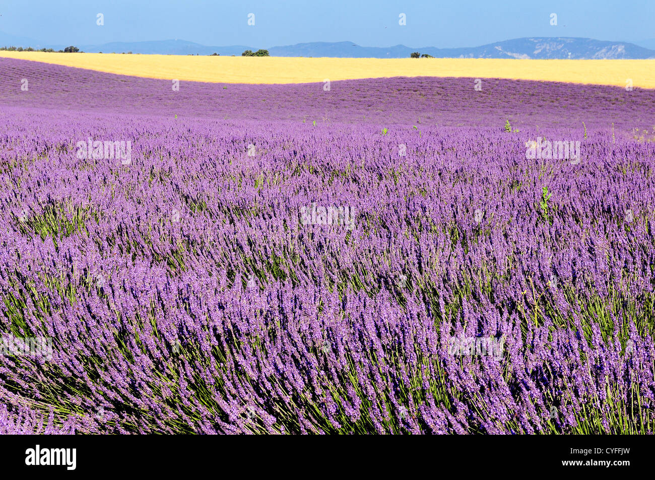 Mage mostra un campo di lavanda nella regione della Provenza, Francia meridionale Foto Stock