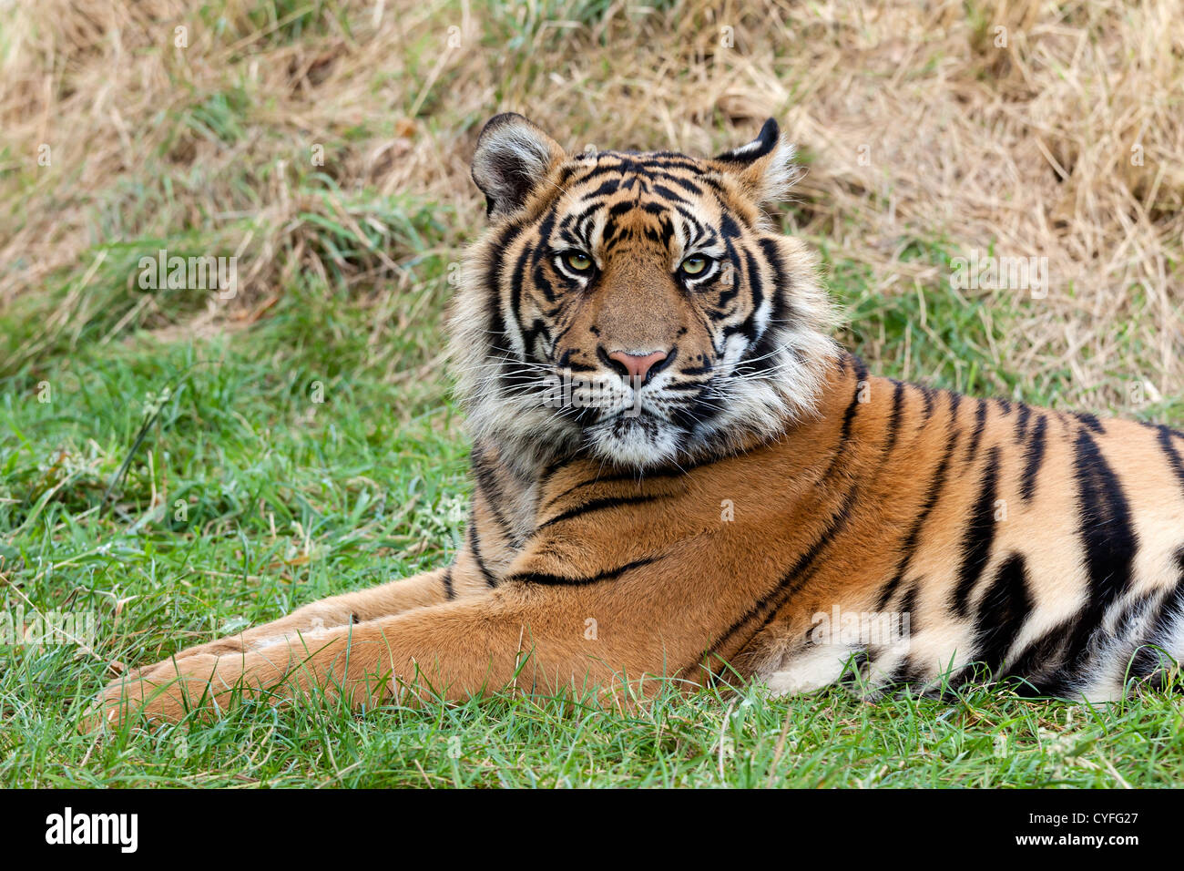 Arrabbiato tigre di Sumatra giacente in erba Panthera Tigris Sumatrae Foto Stock