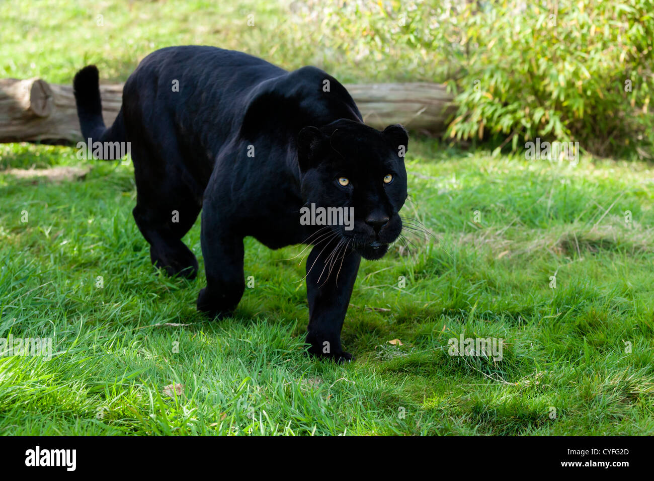 Giaguaro Nero Stalking tramite l'Erba Panthera onca Foto Stock