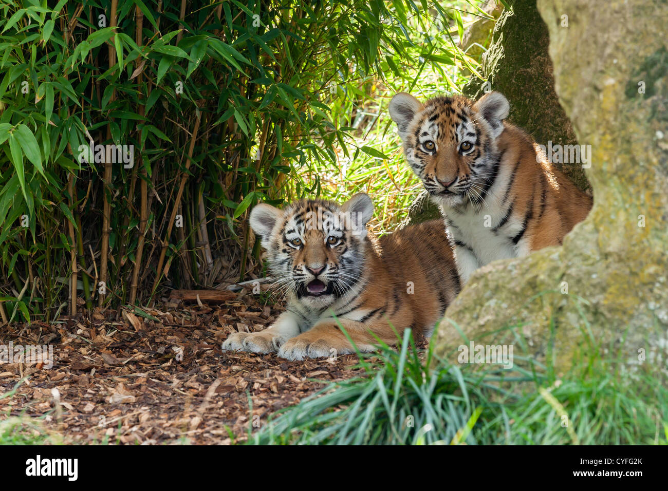 Due Amur adorabili cuccioli di tigre nascosto in un rifugio Panthera Tigris Altaica Foto Stock