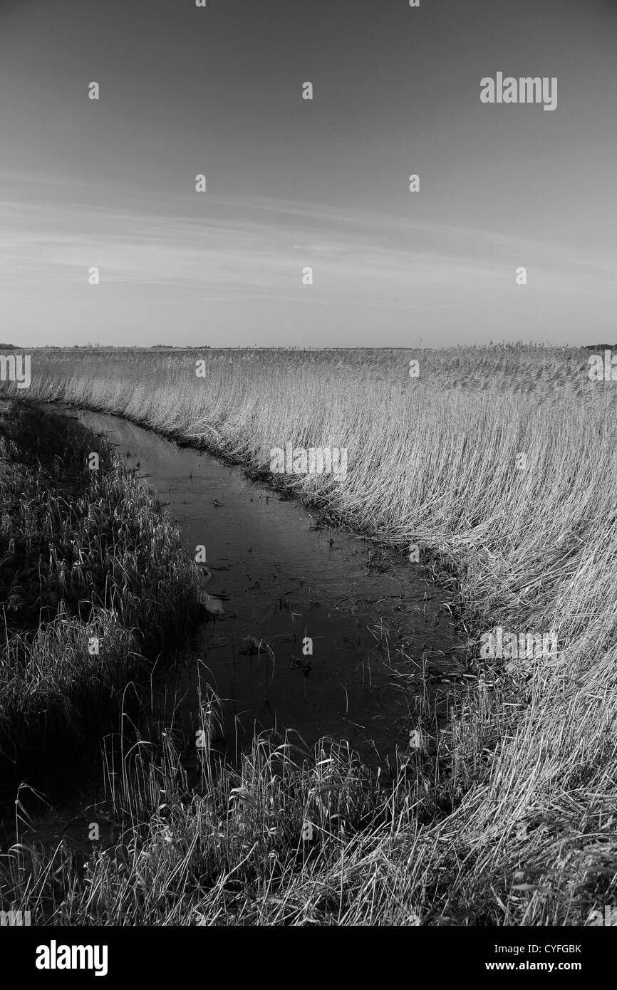 Un reedbed in Holme Dunes National , Holme accanto il mare village, Costa North Norfolk, Inghilterra, Regno Unito Foto Stock