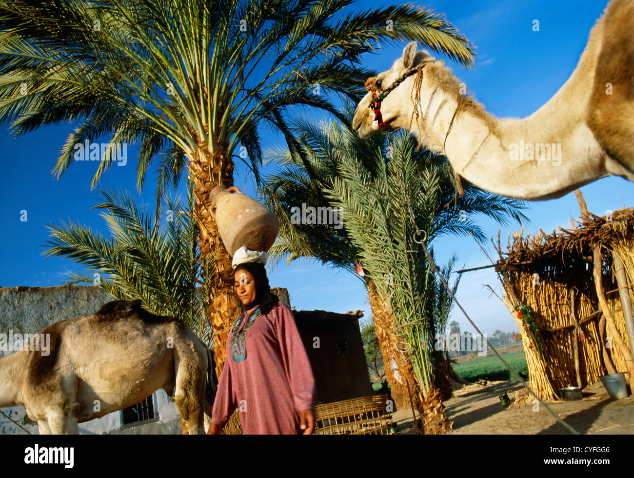 Egitto, fiume Nilo, Luxor, West Bank, donna di uscire di casa per ottenere acqua con i jar dal fiume Nilo. Cammelli Foto Stock