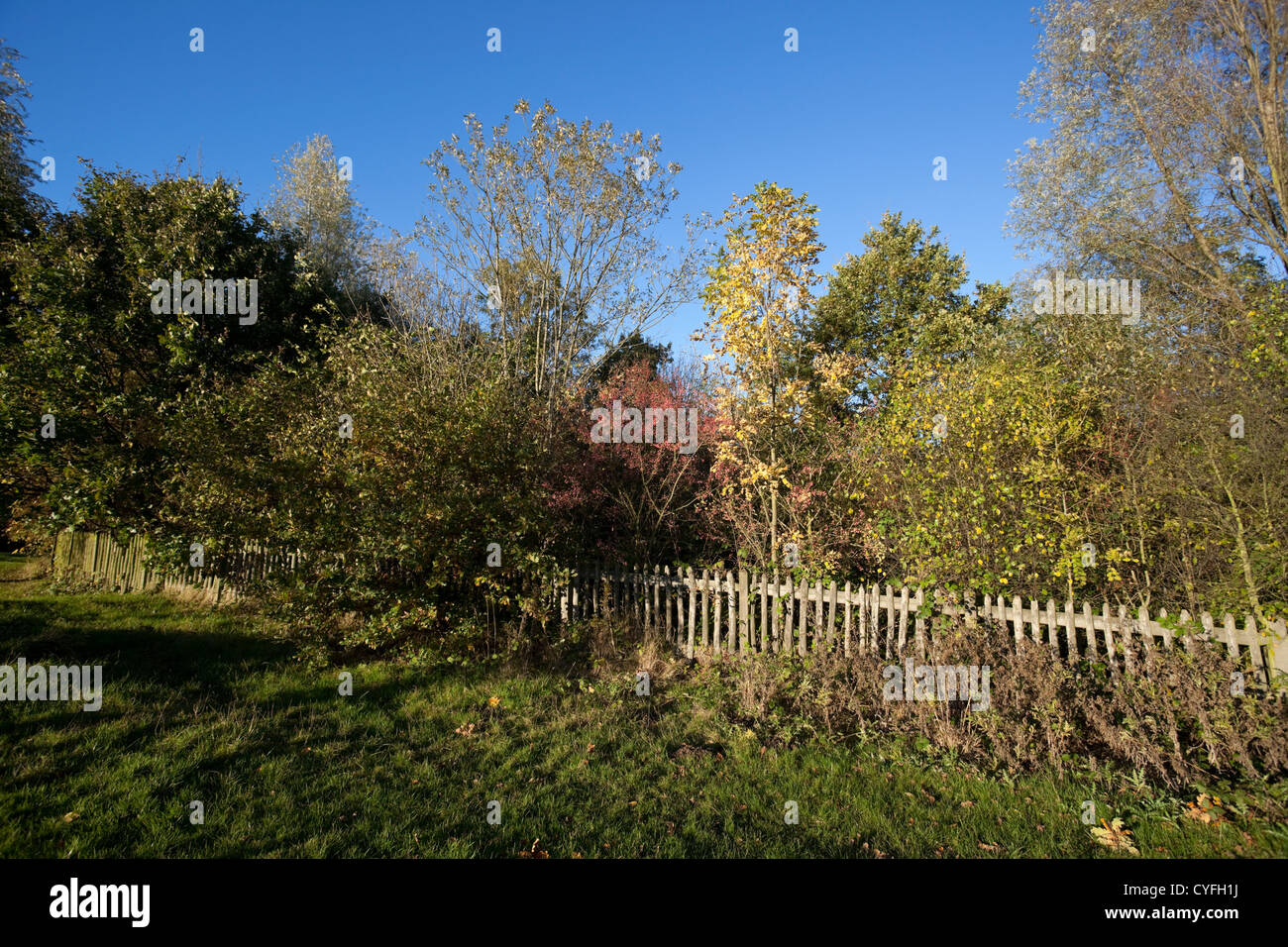 Alberi dietro una staccionata in legno, Hampstead Heath, London, England, Regno Unito Foto Stock