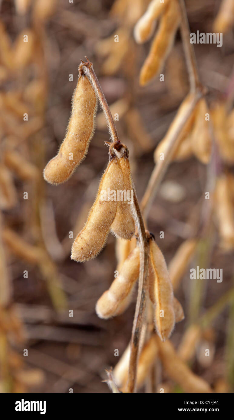 Semi di soia resa del raccolto Foto Stock