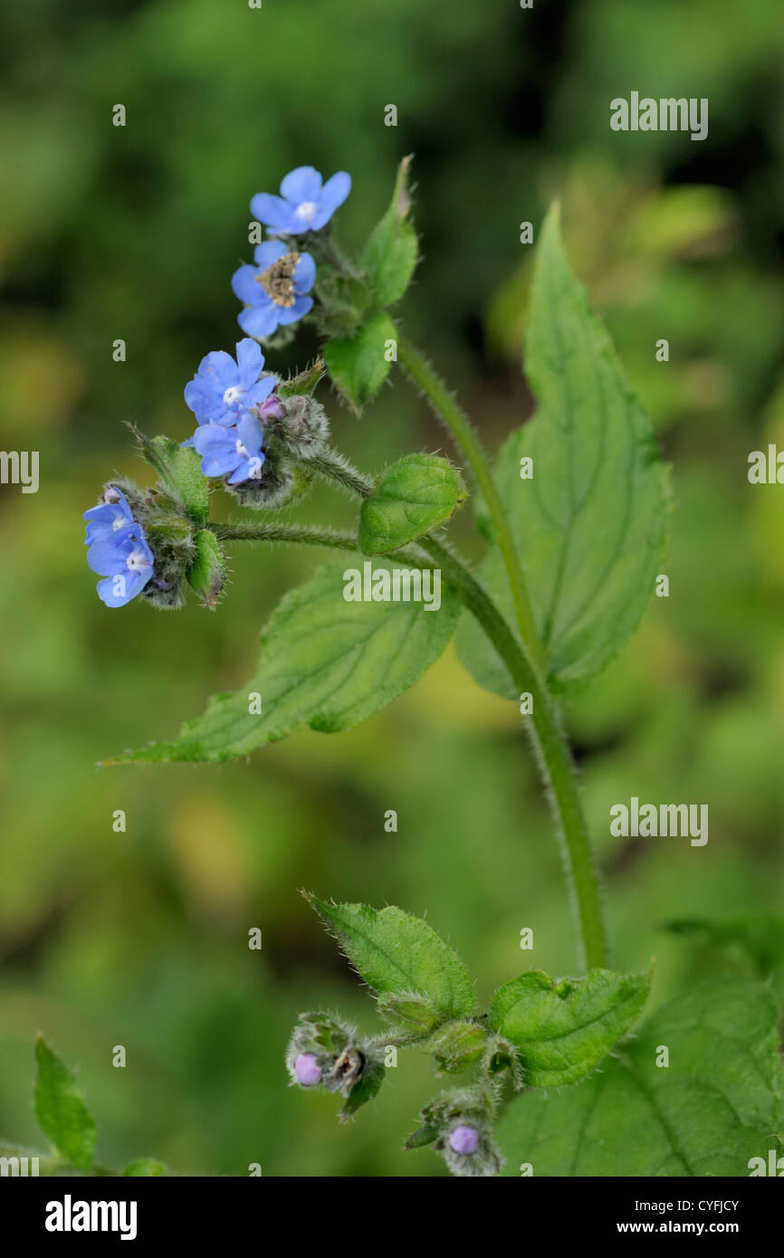 Verde, Alkanet Pentaglottis sempervirens Foto Stock