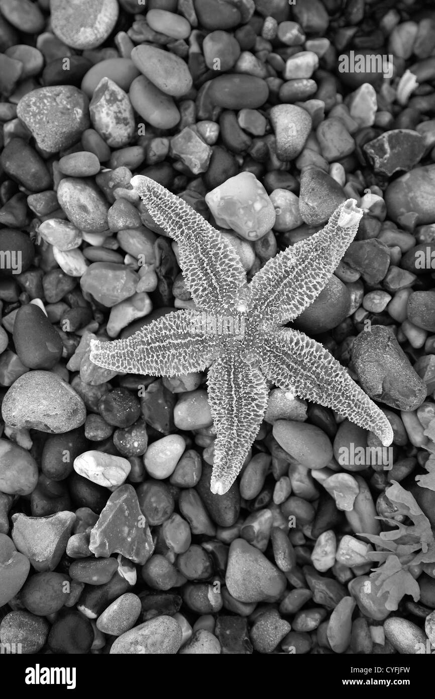 In bianco e nero di close-up di una stella di mare lavato fino a una spiaggia di ciottoli sulla Costa North Norfolk, Inghilterra, Regno Unito Foto Stock