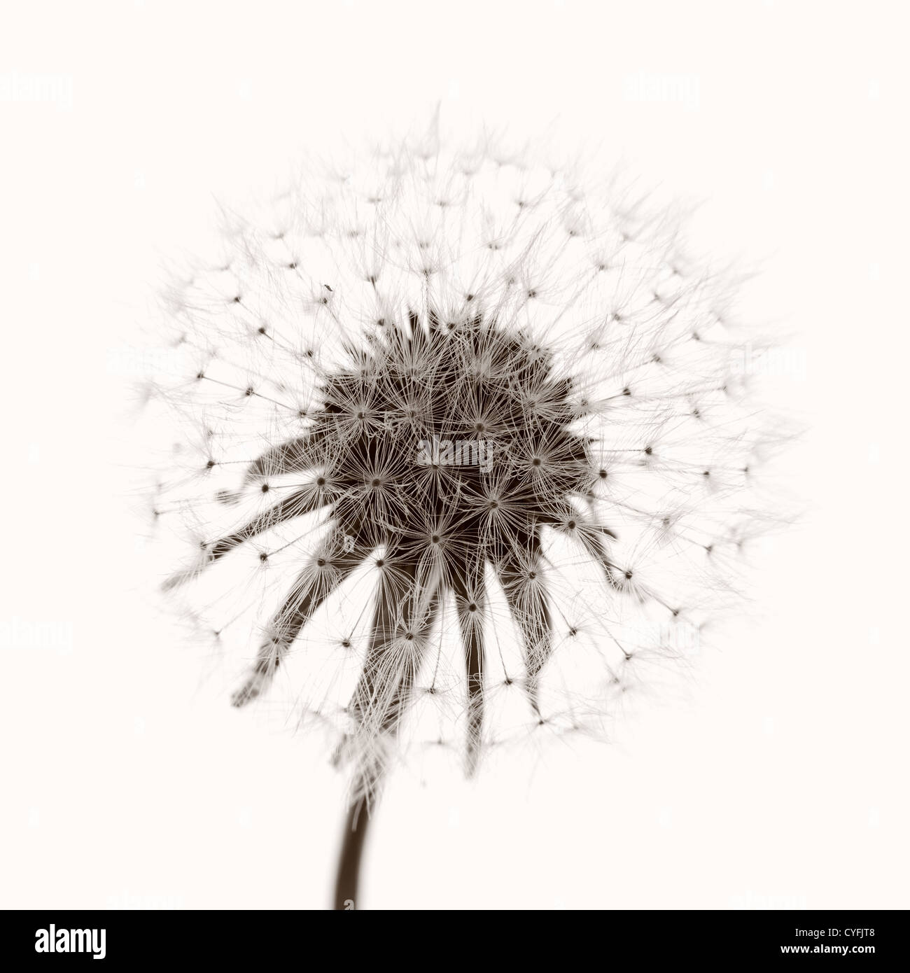 Tarassaco e semi, colorate foto in bianco e nero. Foto Stock