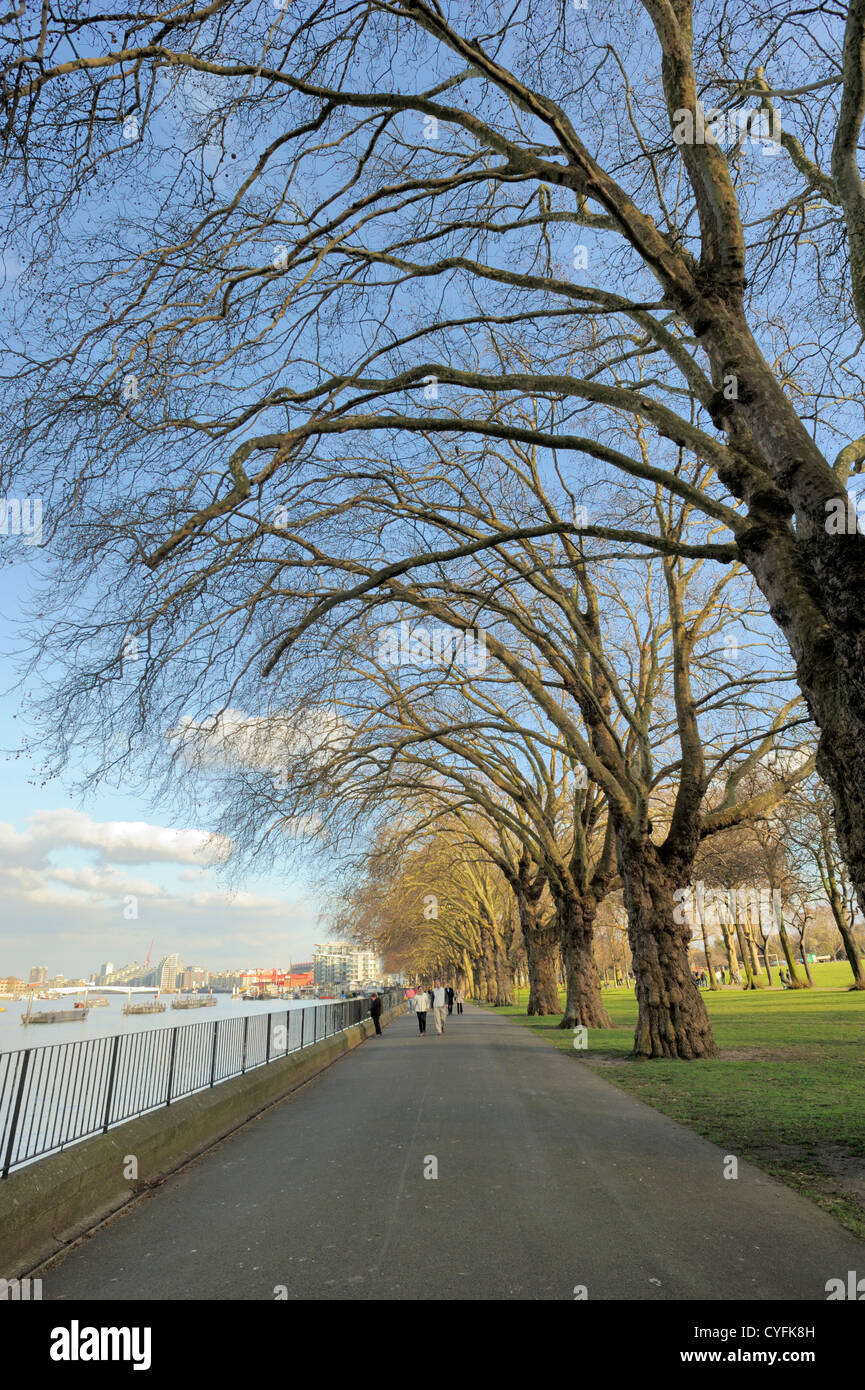 I Platani a Wandsworth Park Foto Stock