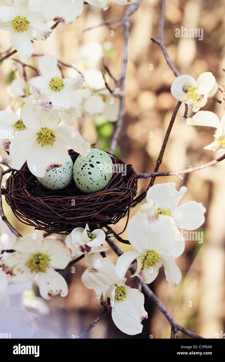 Due uova nel nido di piccole dimensioni sanguinello blossoms surround. Estrema profondità di campo con una certa sfocatura. Messa a fuoco selettiva è sulle uova. Foto Stock