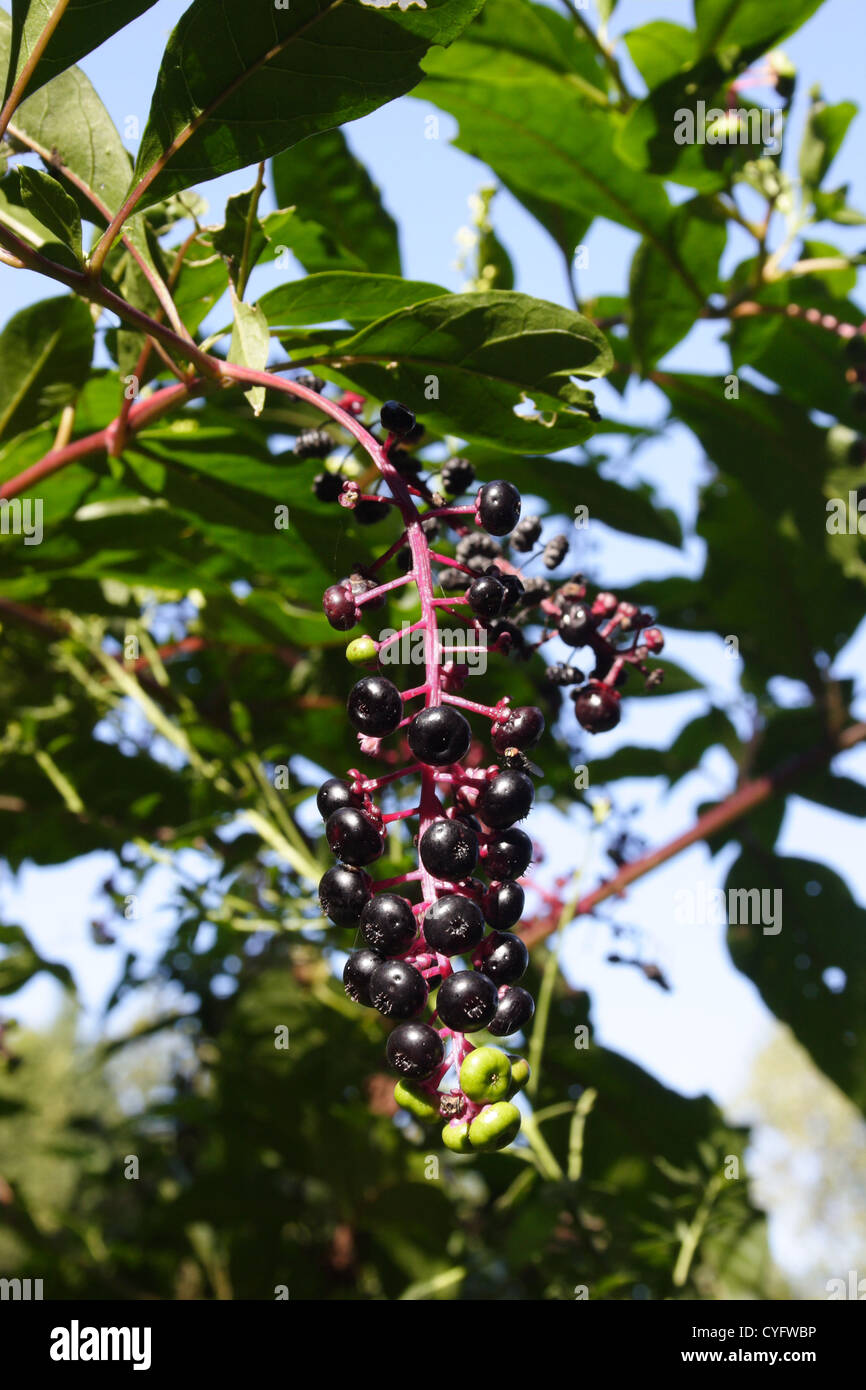 Aronia o Black Chokeberry in caduta in Virginia, Stati Uniti d'America. Bacca commestibile alta in antiossidanti Foto Stock