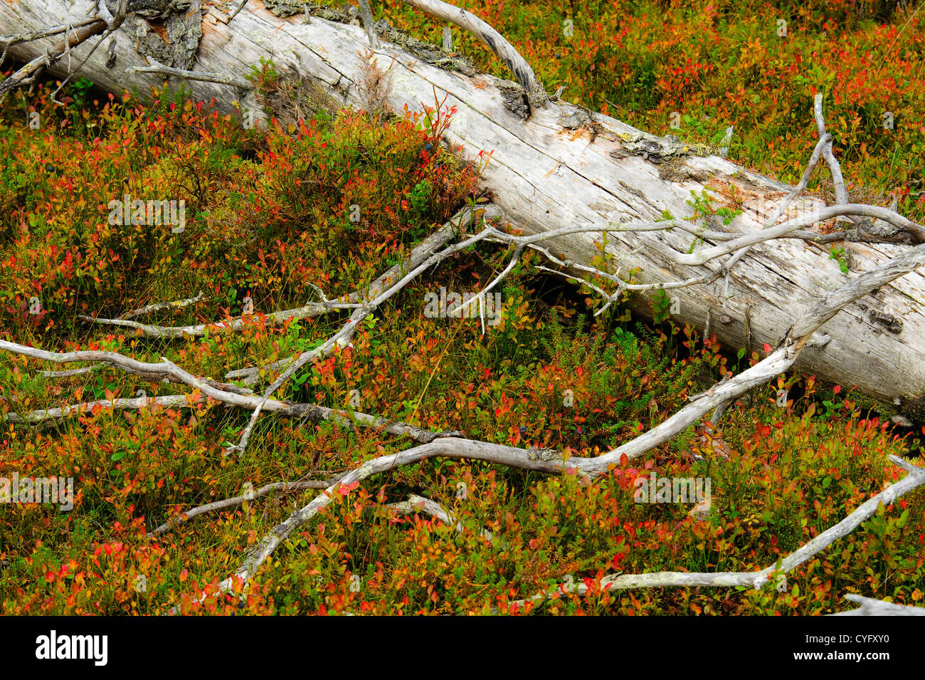 Abete Moldering deporre sul letto di colori della natura. Foto Stock