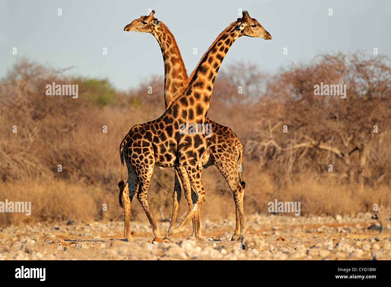 Due giraffe tori (Giraffa camelopardalis), il Parco Nazionale di Etosha, Namibia, Sud Africa Foto Stock