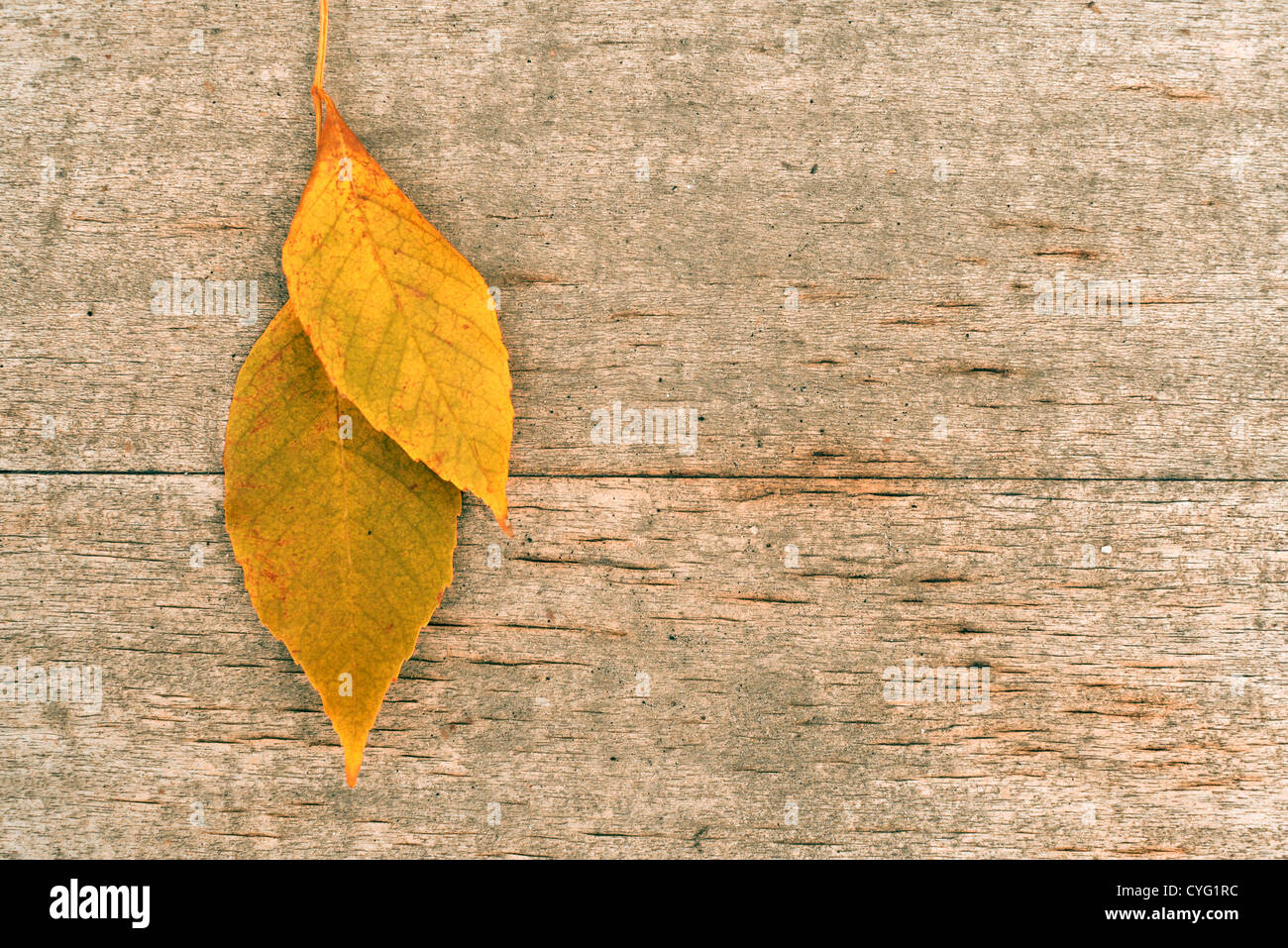 Asciugare autumn leaf su un annata sullo sfondo di legno, caduta il concetto di sfondo. Foto Stock