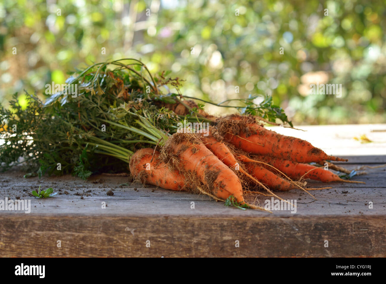 Freschi carote organico sul tavolo di legno Foto Stock