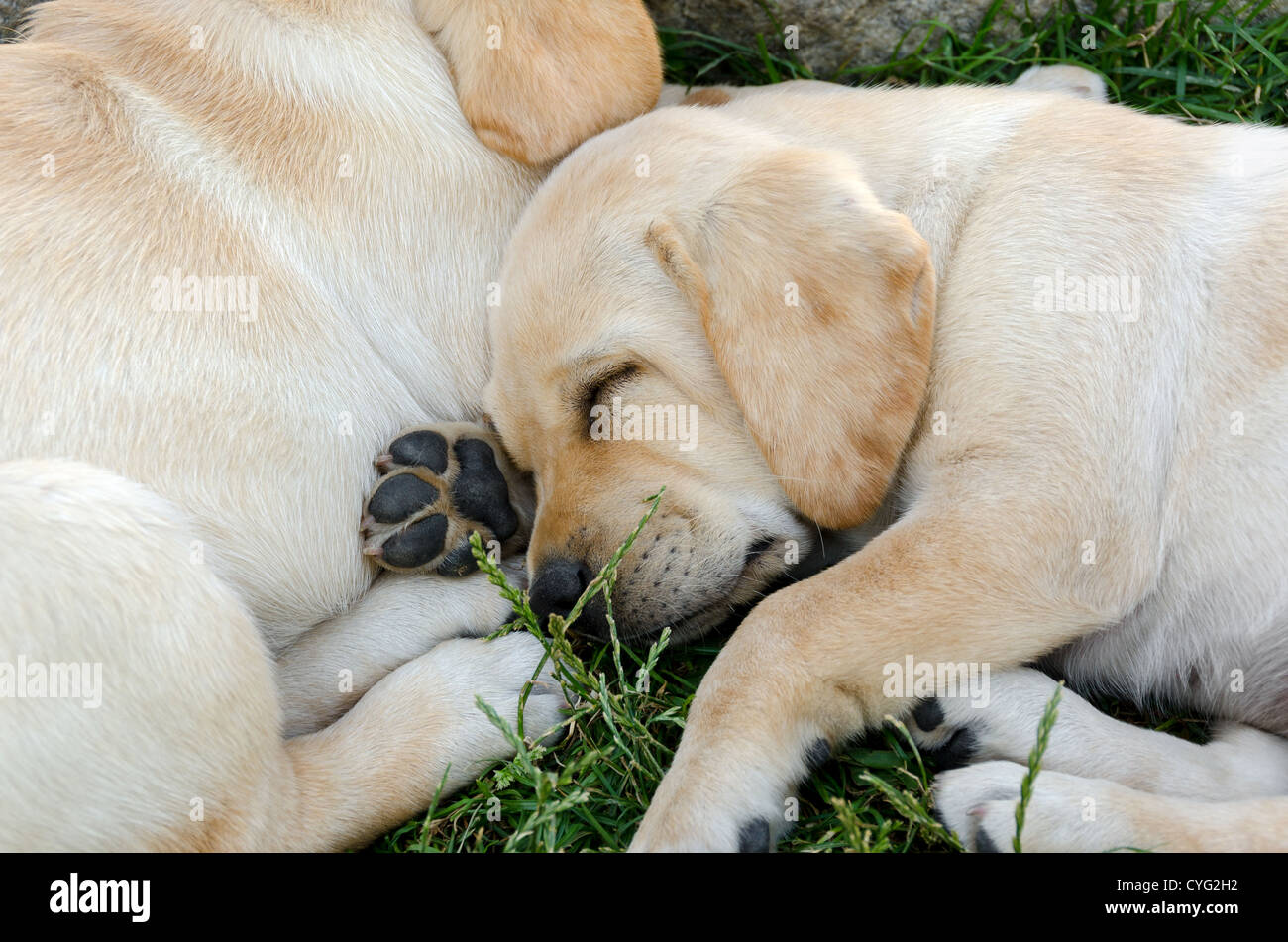 Cucciolo di labrador sleeping sull'erba Foto Stock