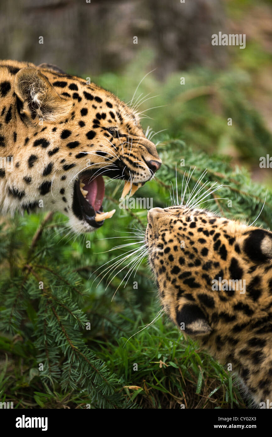 Ululano Amur Leopard Face Off Foto Stock