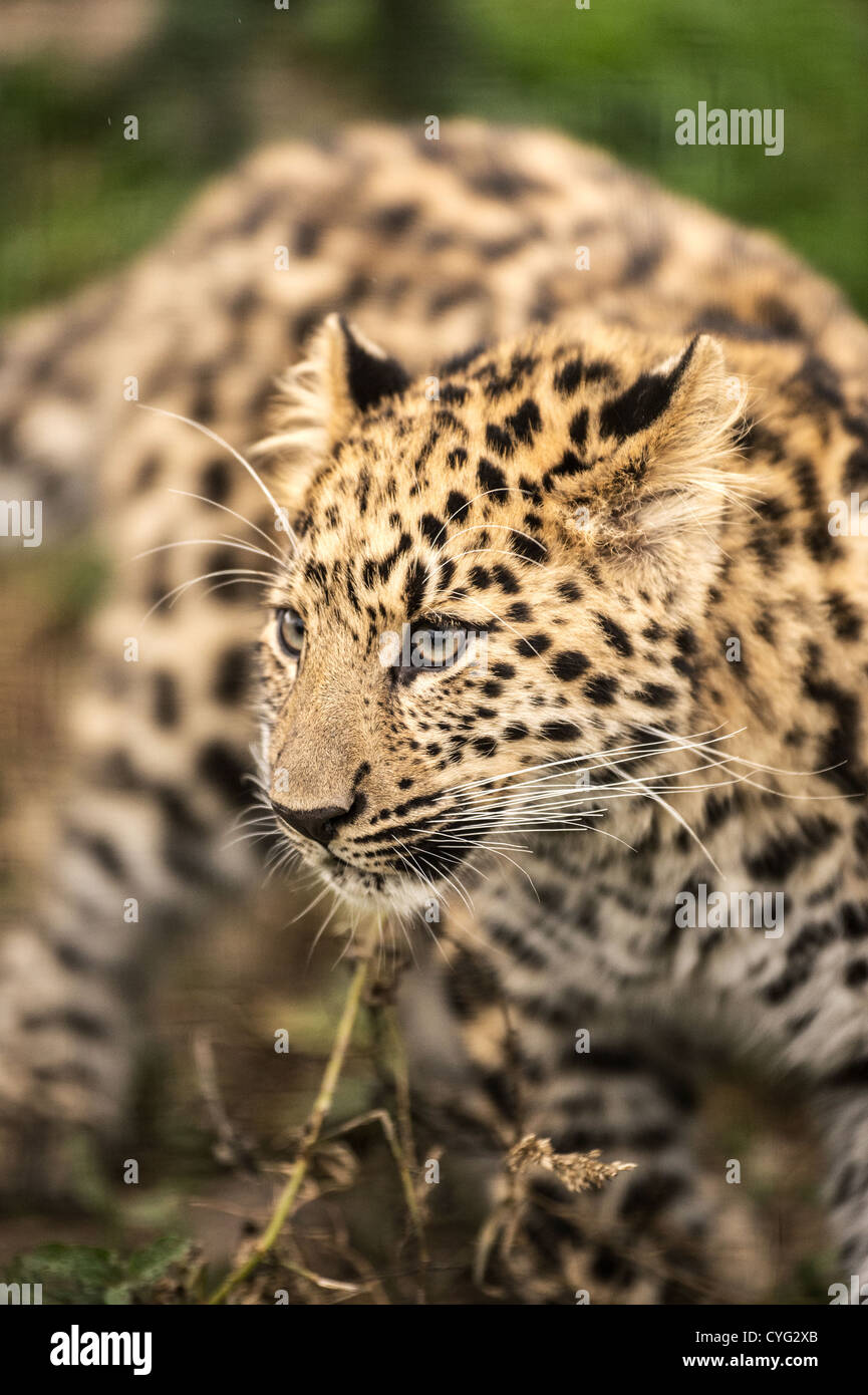 Amur Leopard Cub Foto Stock