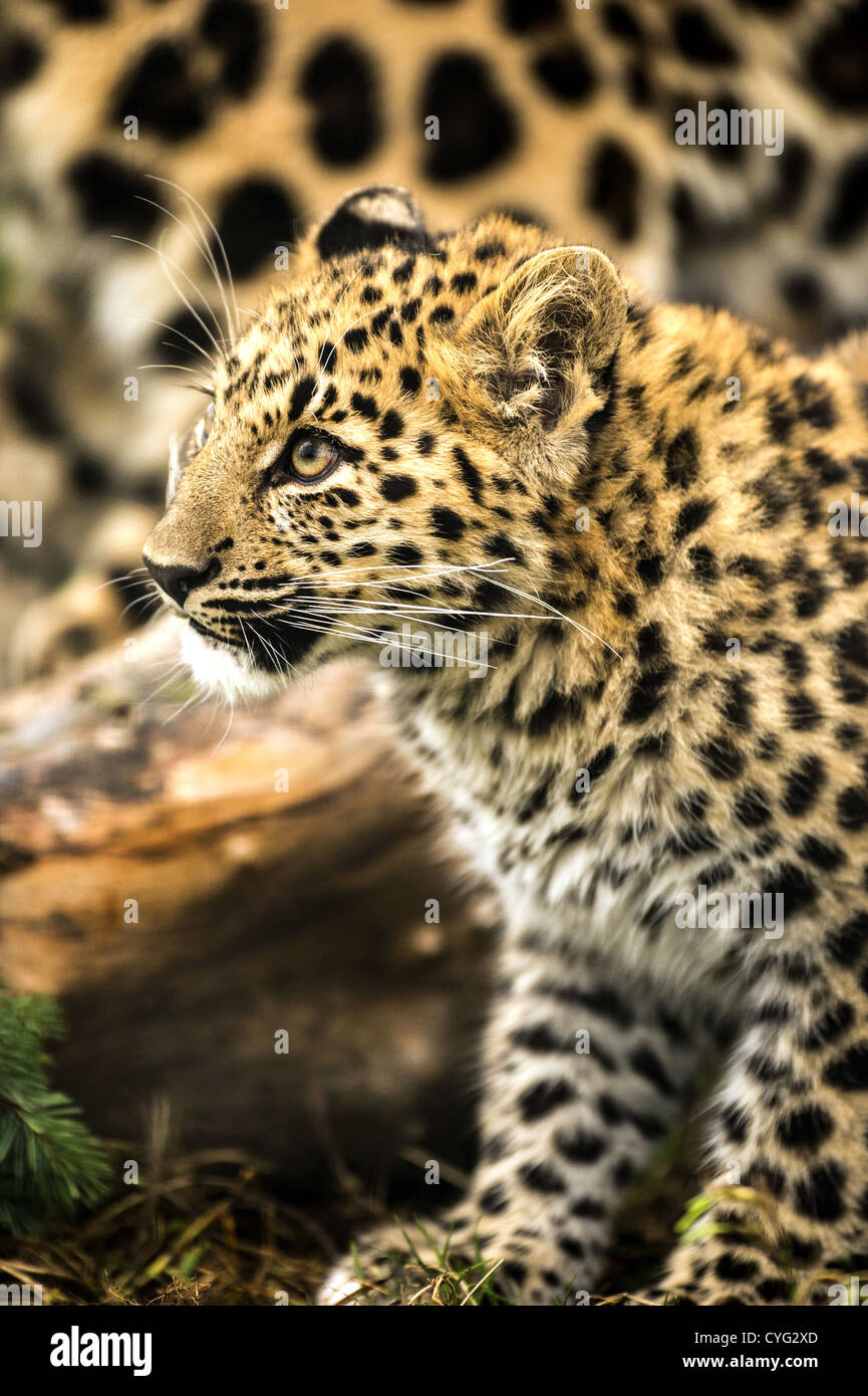 Amur Leopard Cub Foto Stock