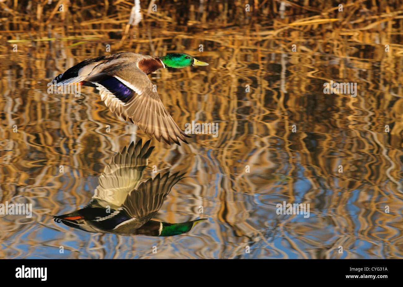 Mallard duck volando a bassa quota sopra l'acqua con la sua riflessione Foto Stock