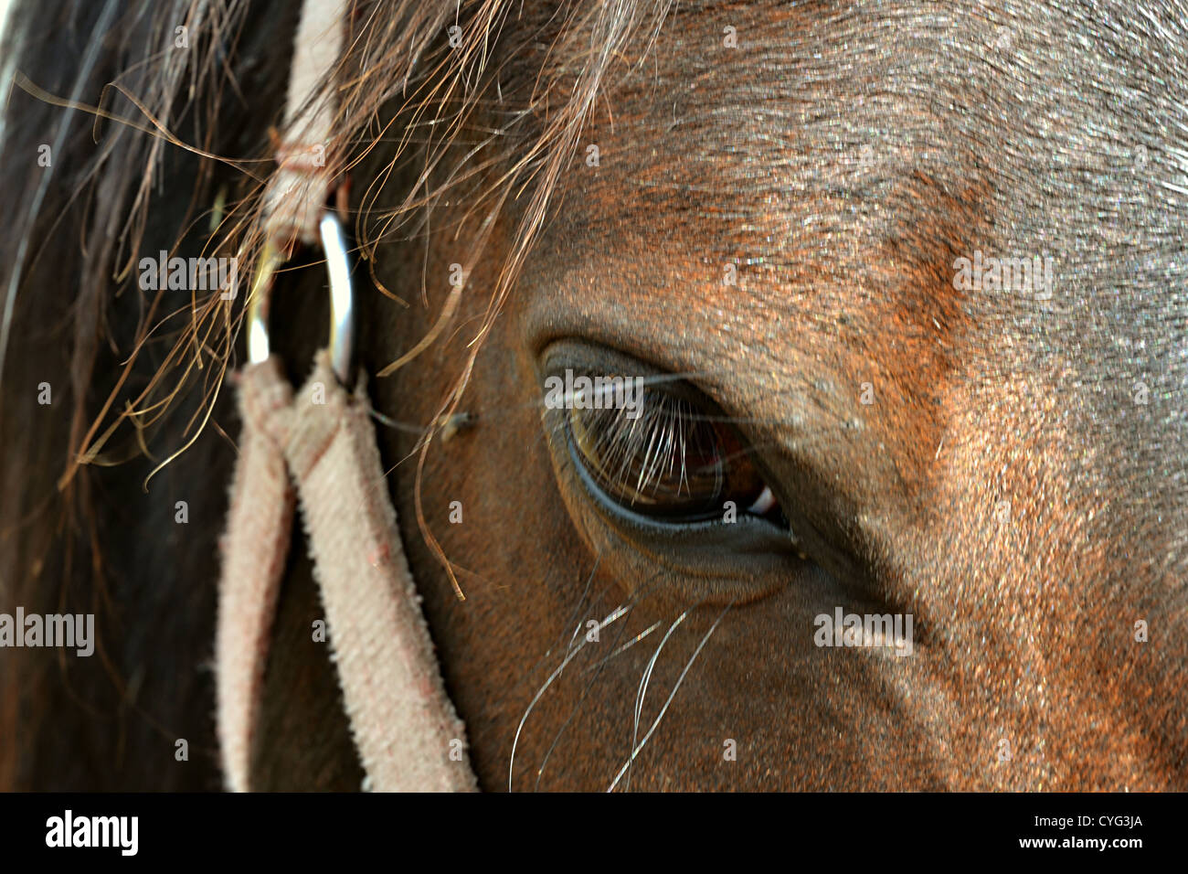 Faccia del cavallo marrone che mostra un occhio e briglia Foto Stock