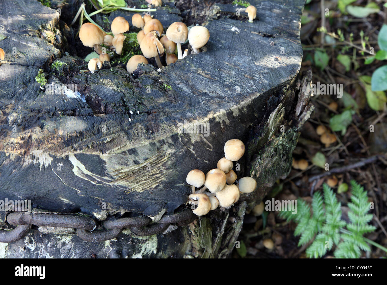 I funghi che crescono in un vecchio albero abbattuto il moncone Foto Stock