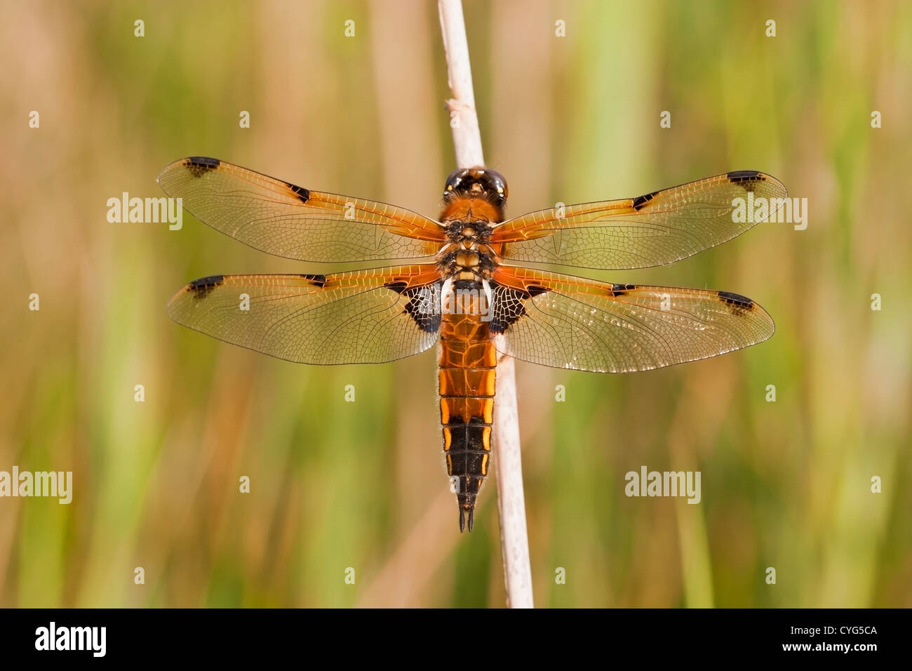 Quattro spot chaser dragonfly (Libellula quadrimaculata) adulto appollaiato sulla canna, Upton Fen, Norfolk, Inghilterra Regno Unito, Europa Foto Stock