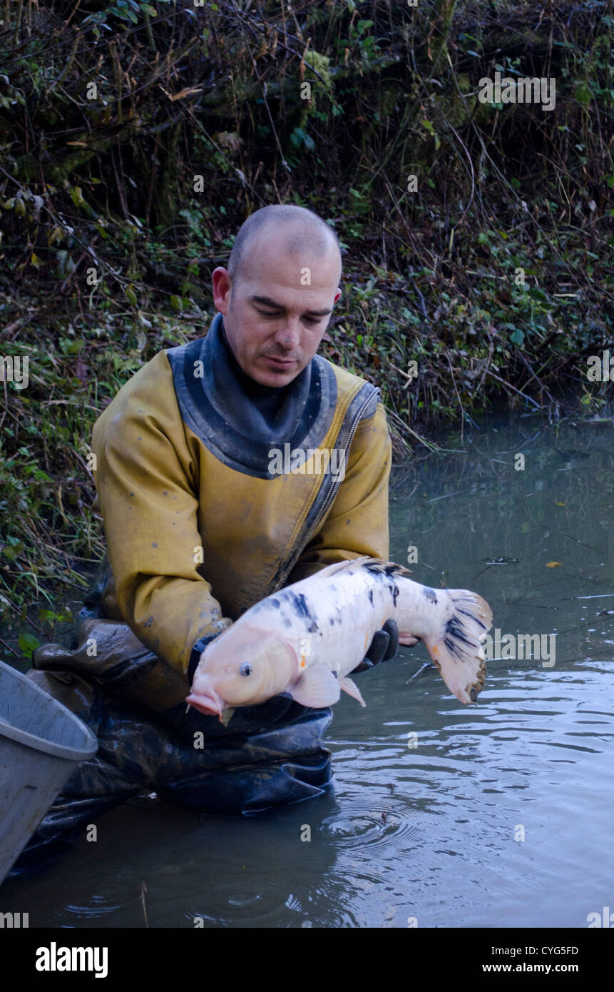 Carpe Koi nel sondaggio di compensazione Foto Stock