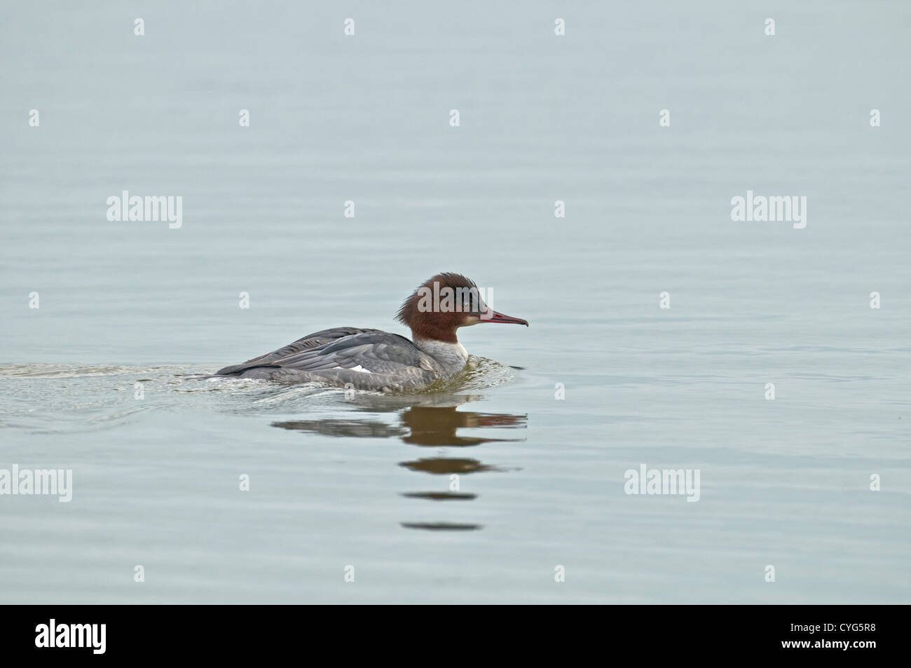 Femmina di smergo maggiore Mergus merganser. Regno Unito Foto Stock