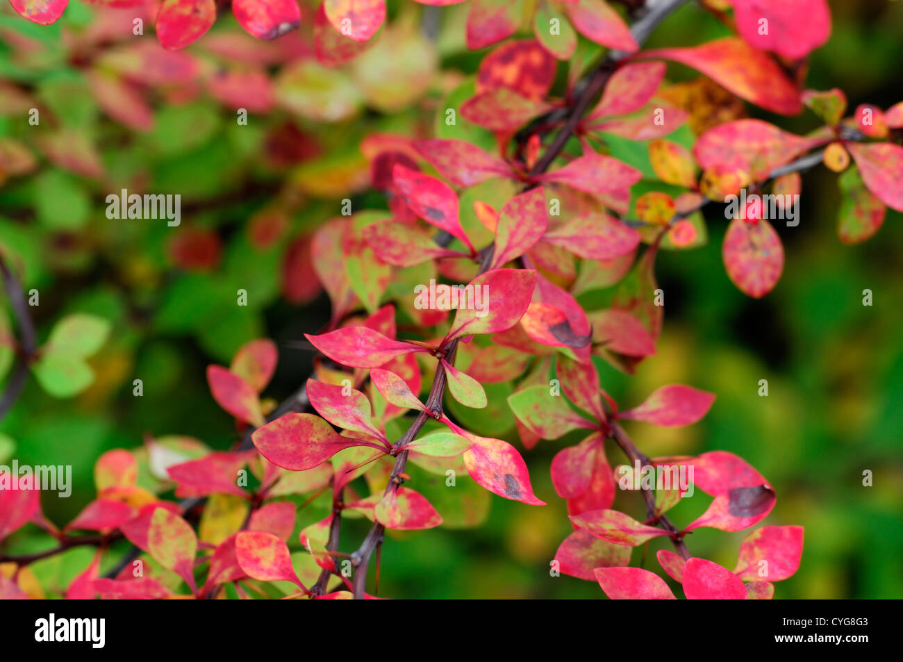Berberis thunbergii cheal's cheals rosso scarlatto foglie fogliame crespino closeup messa a fuoco selettiva arbusti bush autunnali di autunno Foto Stock