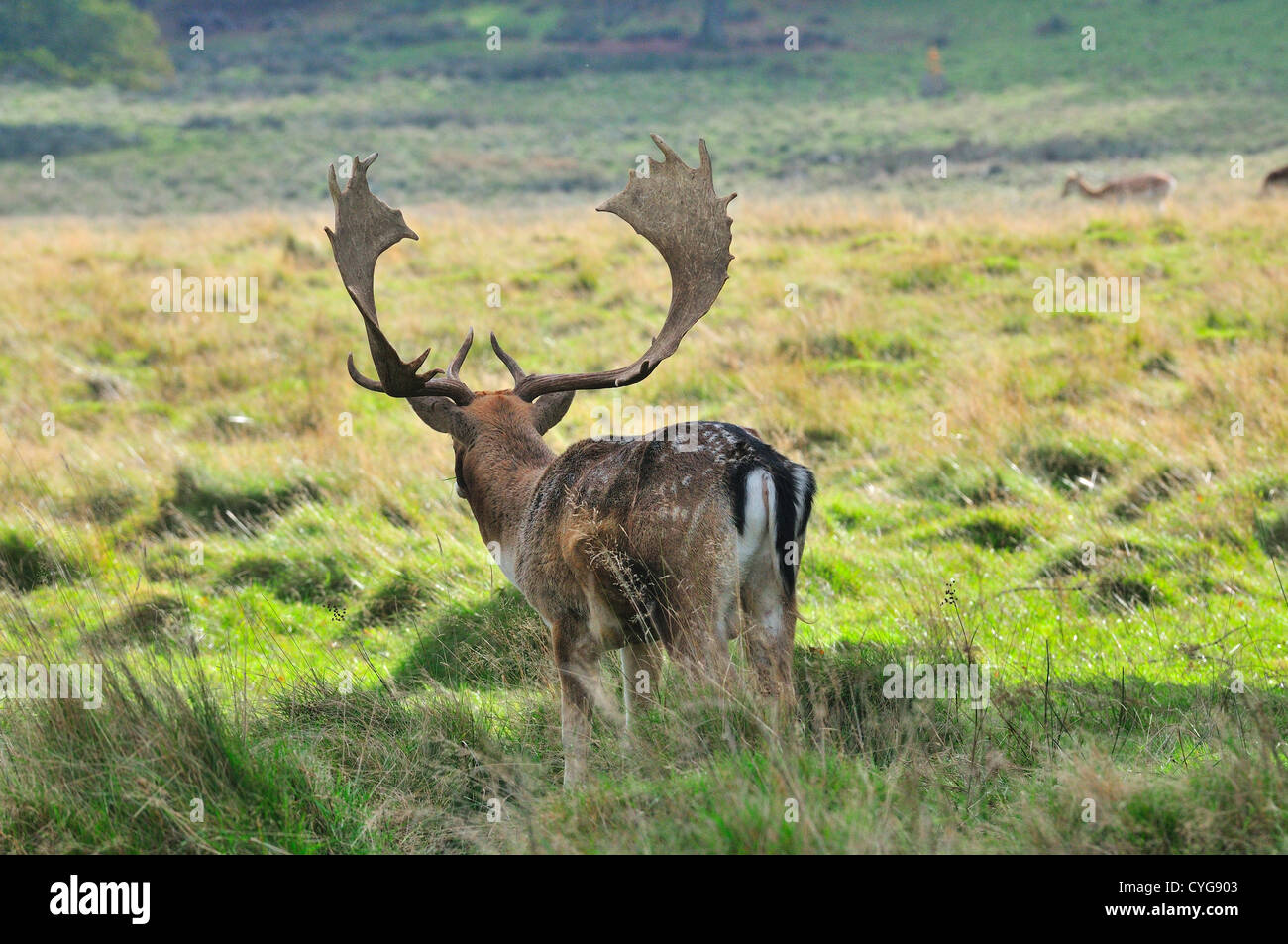 Fallow cervo buck (dama dama) con un bel set di antlers che tengono un orologio sulle fa nel suo gregge durante la stagione di rut o di accoppiamento, Petworth, Inghilterra, UK Foto Stock