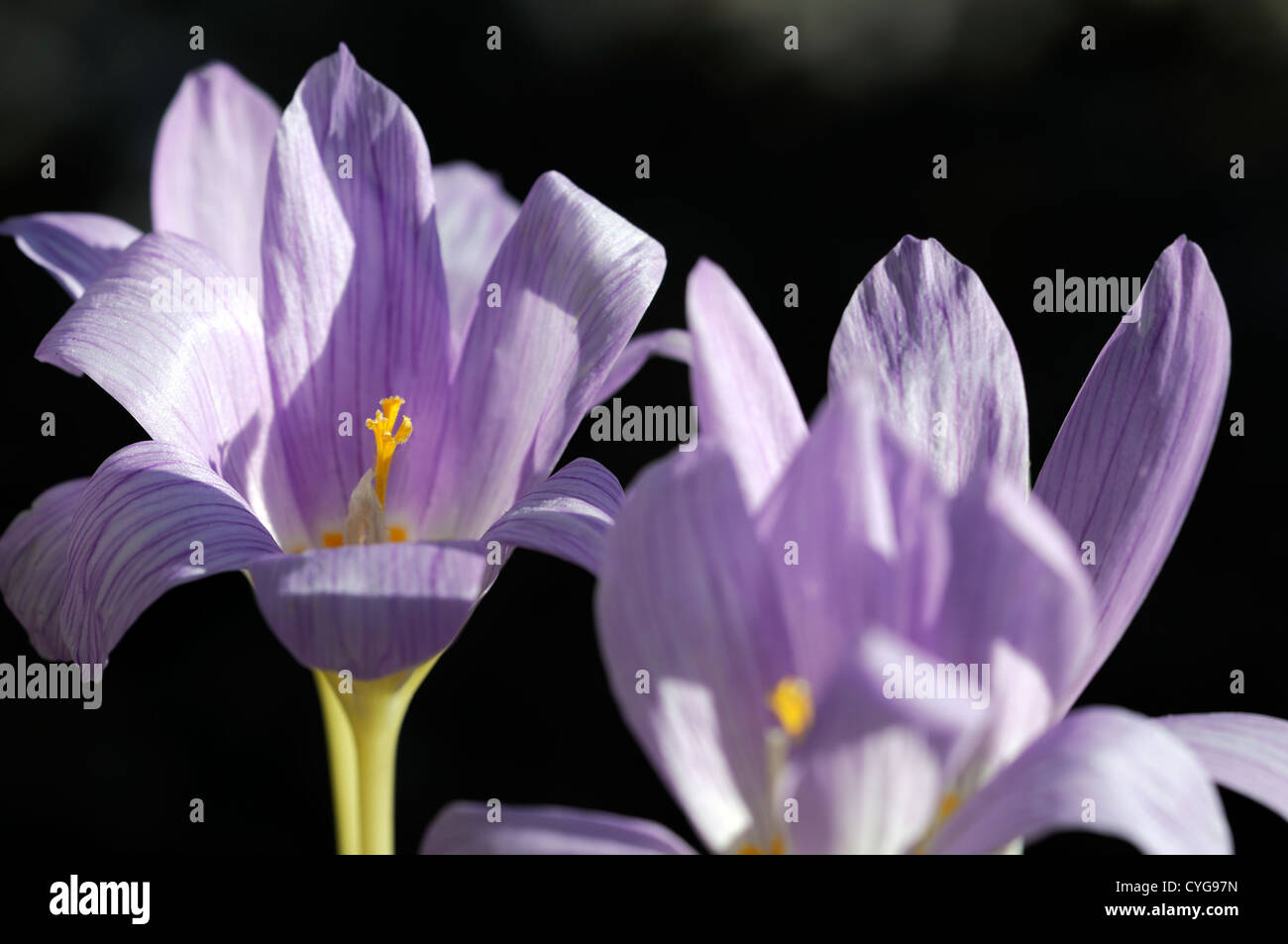 Crocus kotschyanus autunno autunnale di viola blu pallido petali di fiori bulbi fioritura fioritura Foto Stock