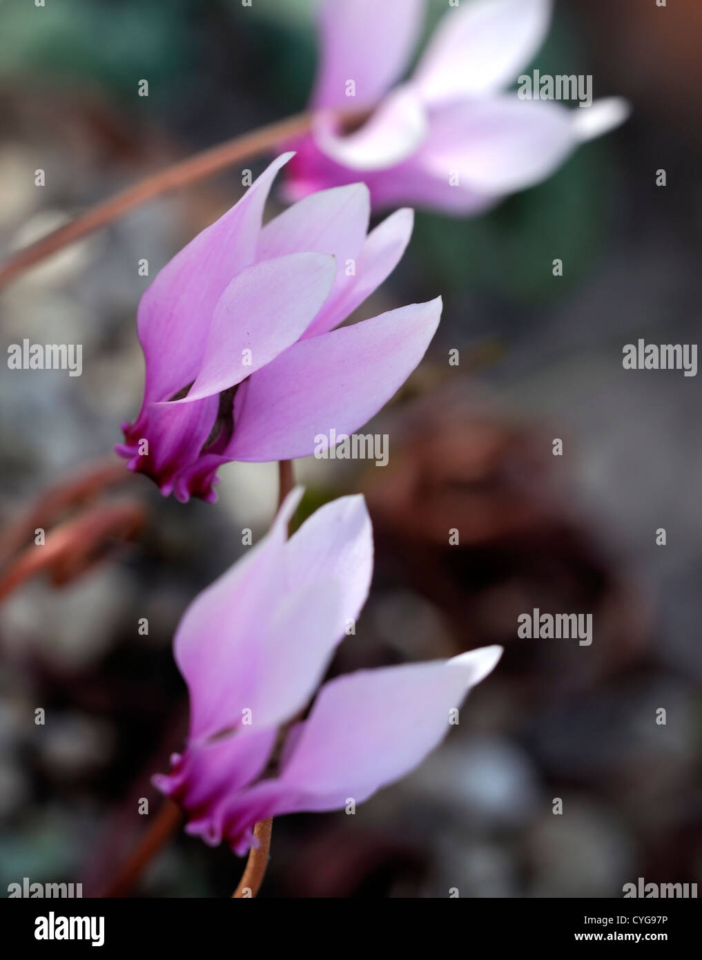 Ciclamino hederifolium closeup messa a fuoco selettiva dei ritratti di piante fiori fioritura viola pastello pallido tuberi Foto Stock