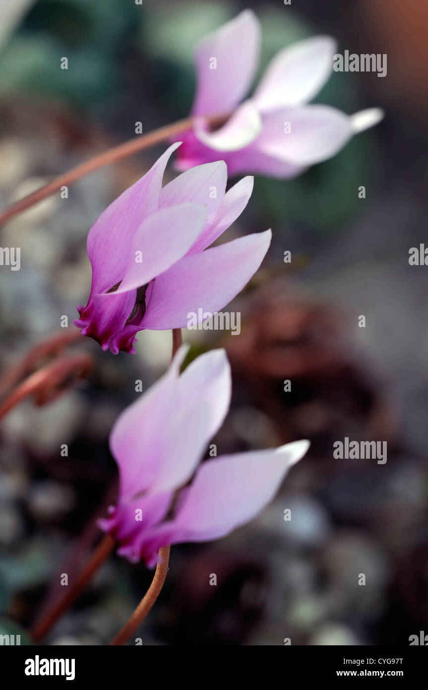 Ciclamino hederifolium closeup messa a fuoco selettiva dei ritratti di piante fiori fioritura viola pastello pallido tuberi Foto Stock